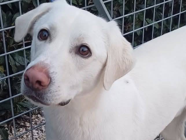 Vuoi adottare un cane a Milano?
