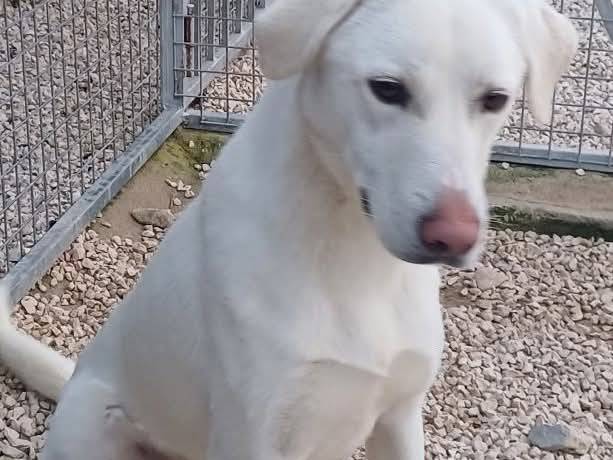 Adotta il cane Milo a Milano