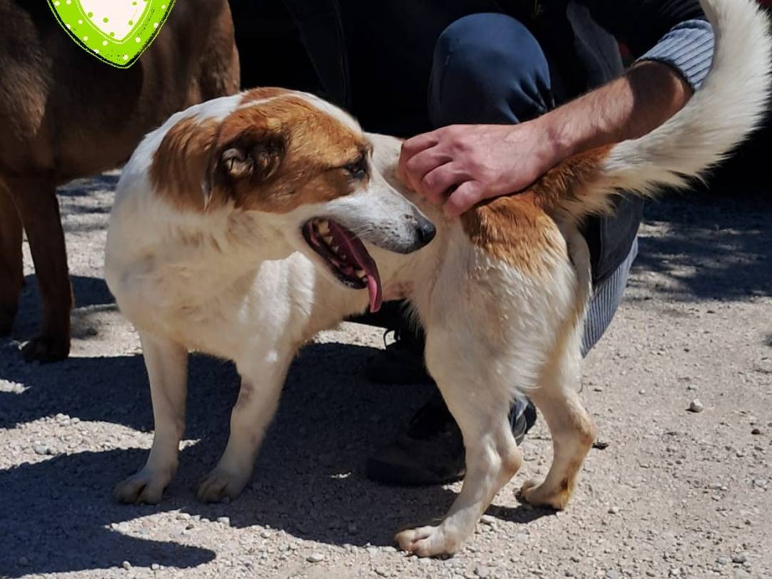 Adotta un cane, taglia media contenuta, femmina, Bergamo
