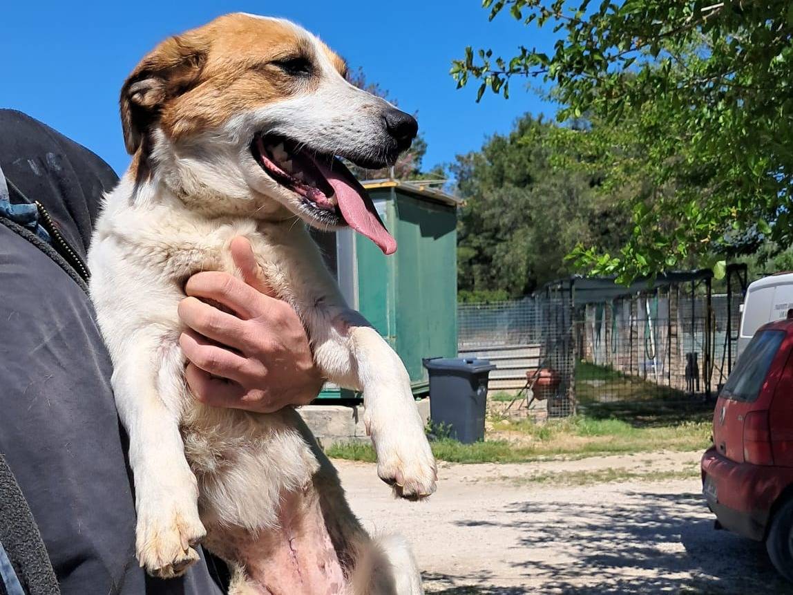 Adotta un cane, femmina, 2 anni, Bergamo