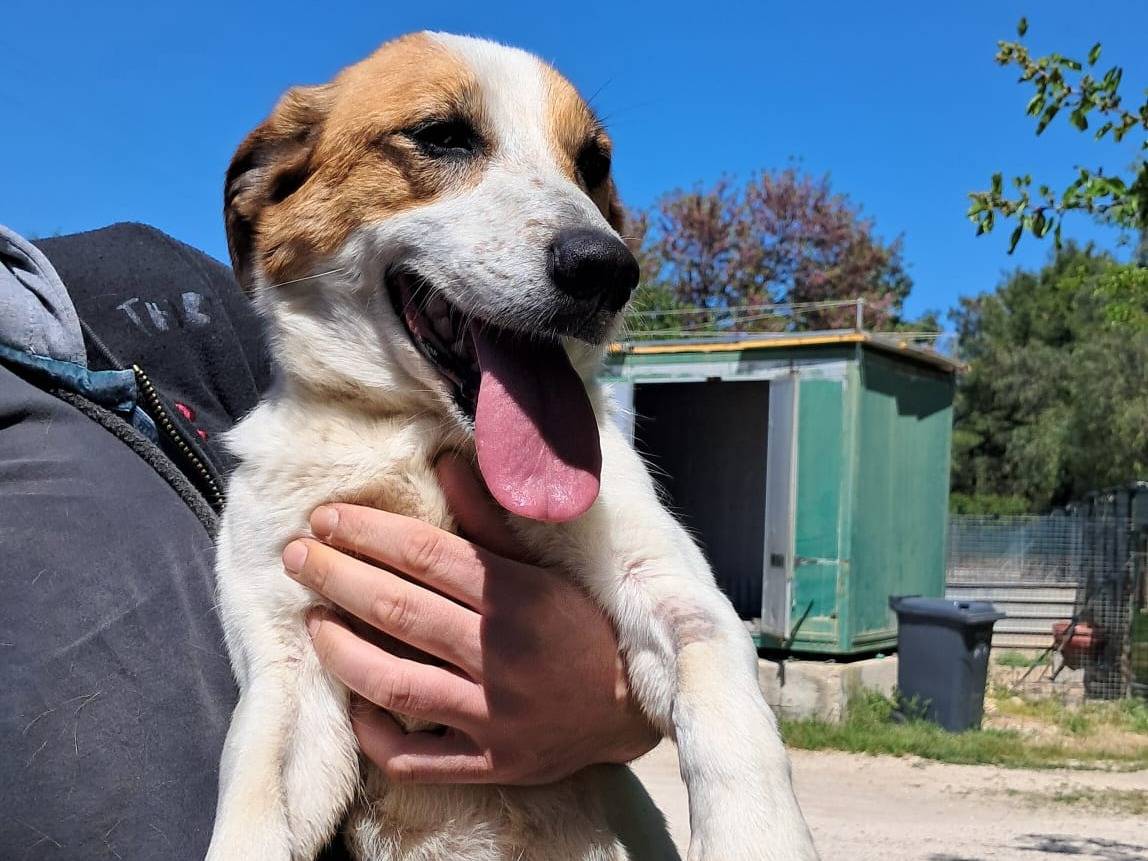 Adozione cane, femmina, Jack Russell Terrier Razza sconosciuta, 2 anni, taglia media contenuta, Bergamo
