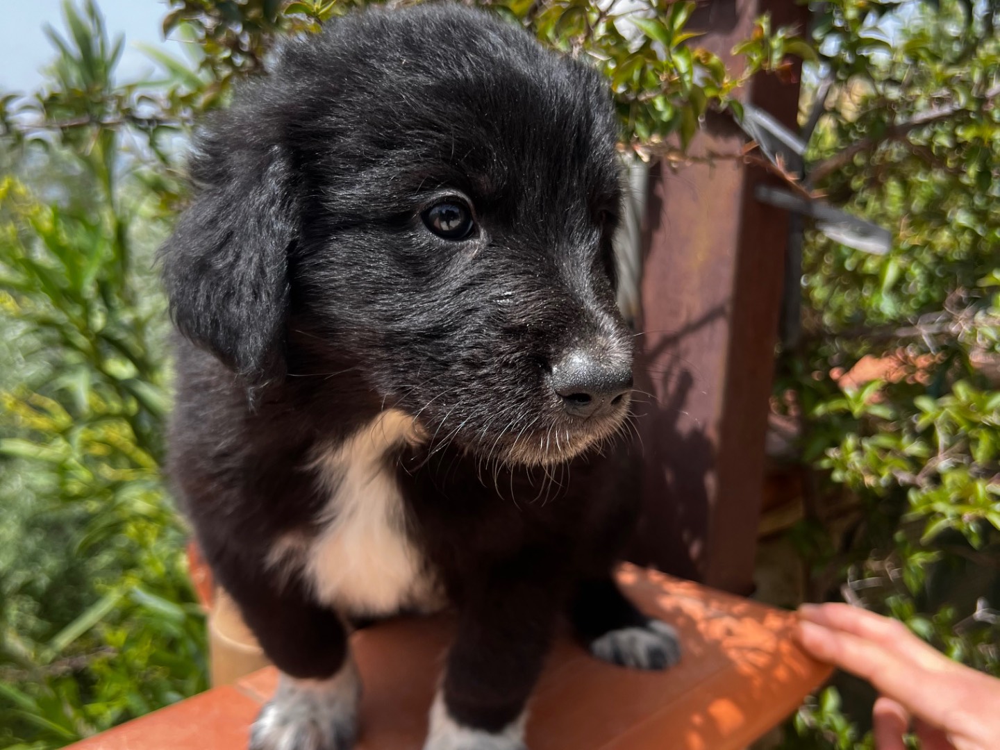 Adotta un cane, maschio, 2 mesi, Enna