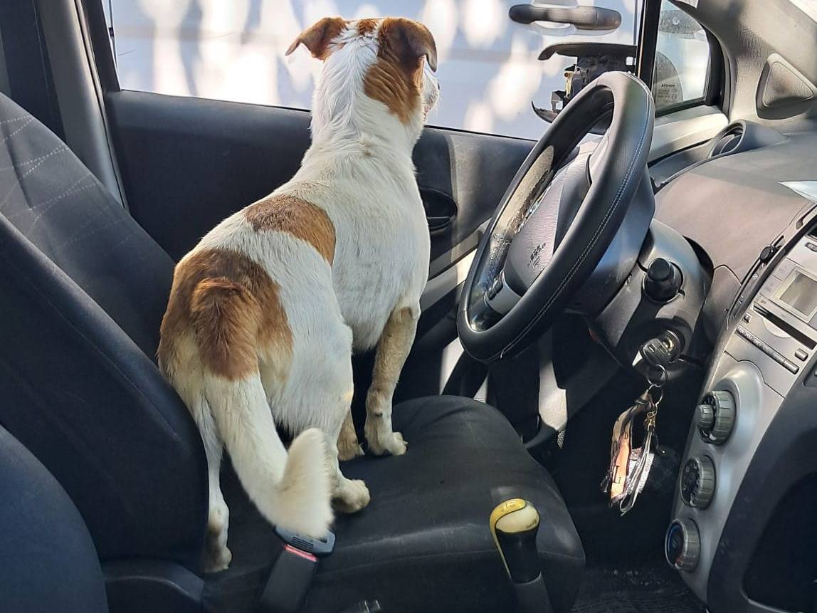 Vuoi adottare un cane a Bergamo?
