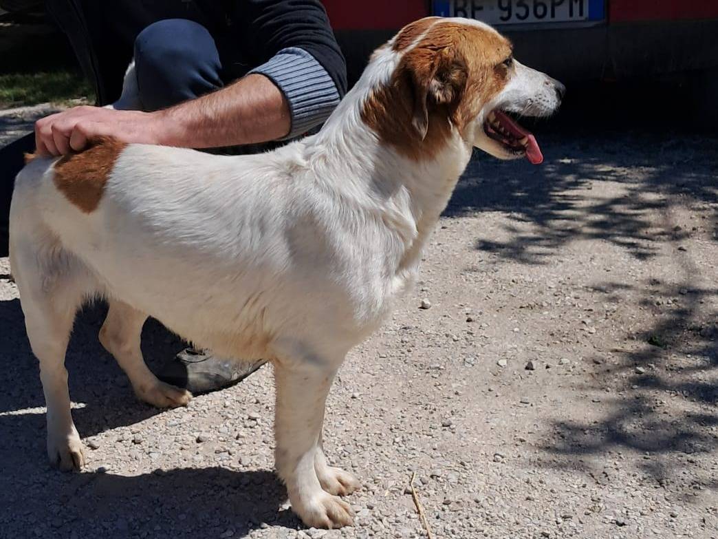 Adotta il cane Linda a Bergamo
