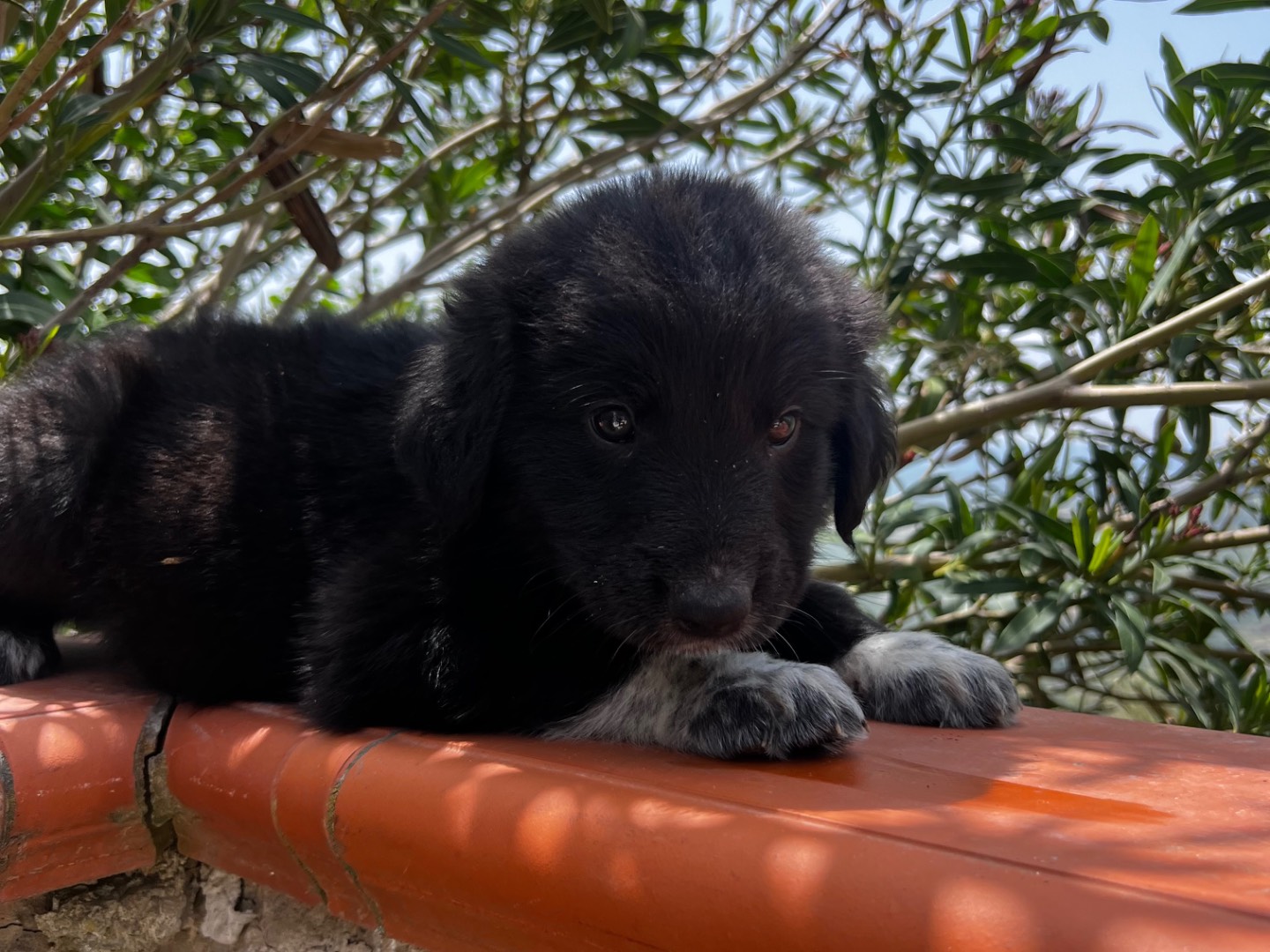 Adotta un cane, taglia grande, maschio, Enna