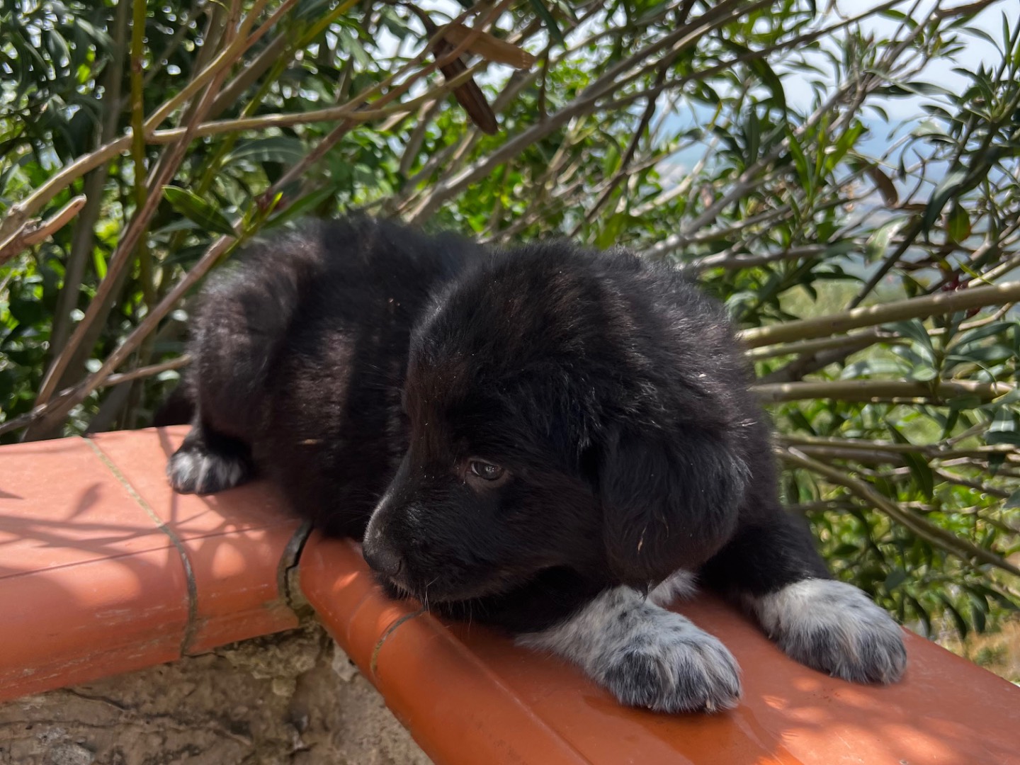 Vuoi adottare un cane a Enna?
