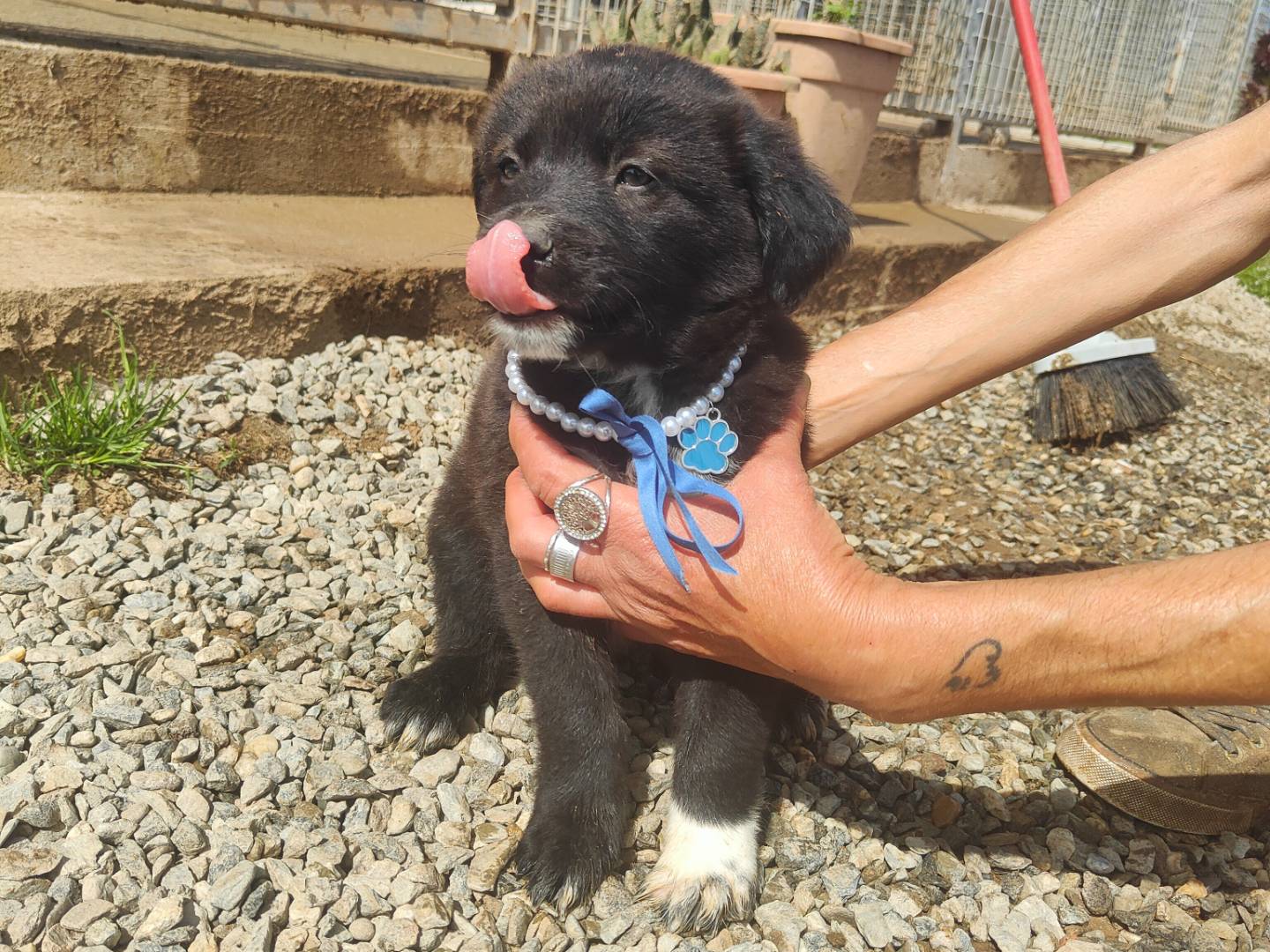 Adotta un cane, maschio, 1 anno e 3 mesi, Vibo
