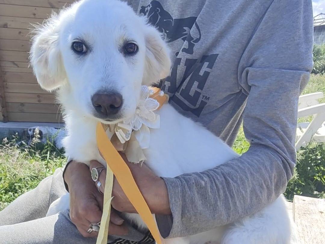 Adozione cane, femmina, Razza sconosciuta Razza sconosciuta, 5 mesi, taglia media, Vibo