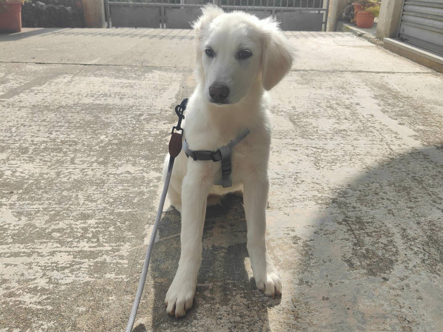 Adotta un cane, femmina, 5 mesi, Vibo