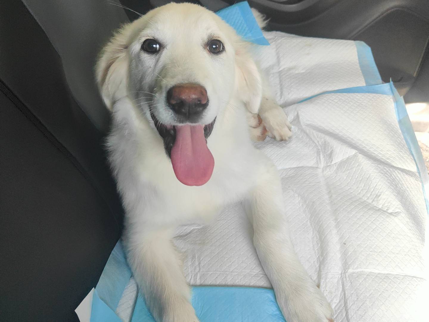 Adotta un cane, taglia media, femmina, Vibo