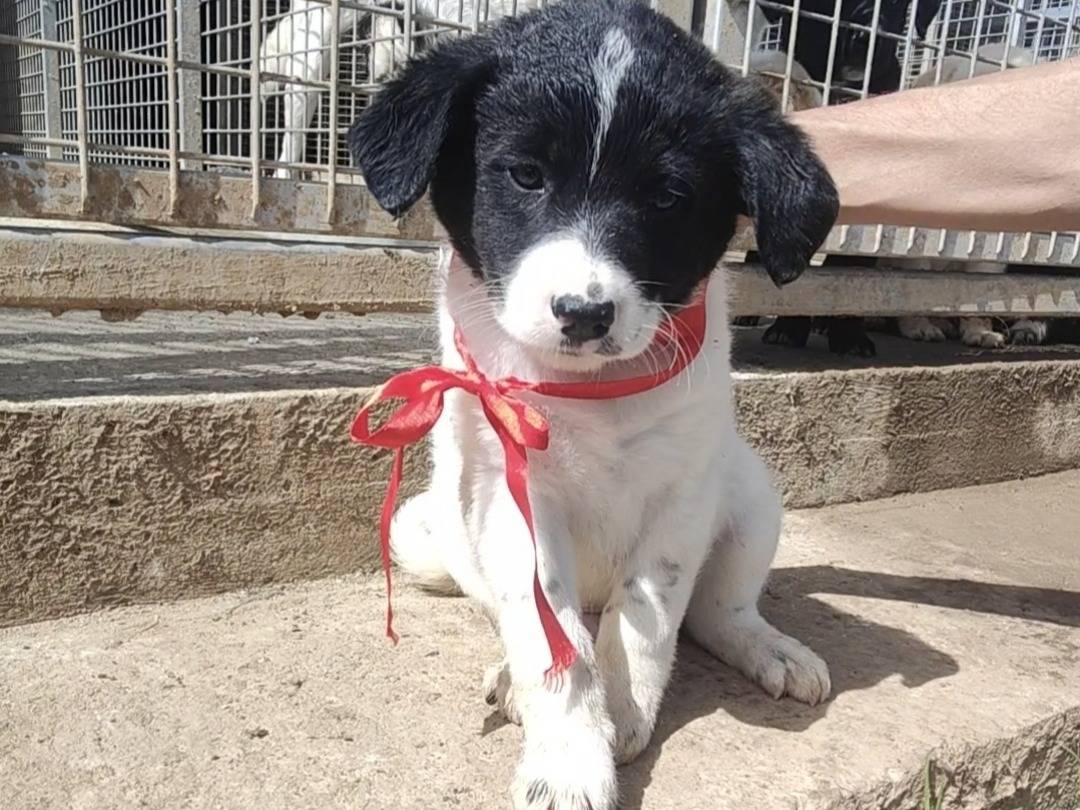 Adozione cane, maschio, Razza sconosciuta Razza sconosciuta, 3 mesi, taglia media, Vibo