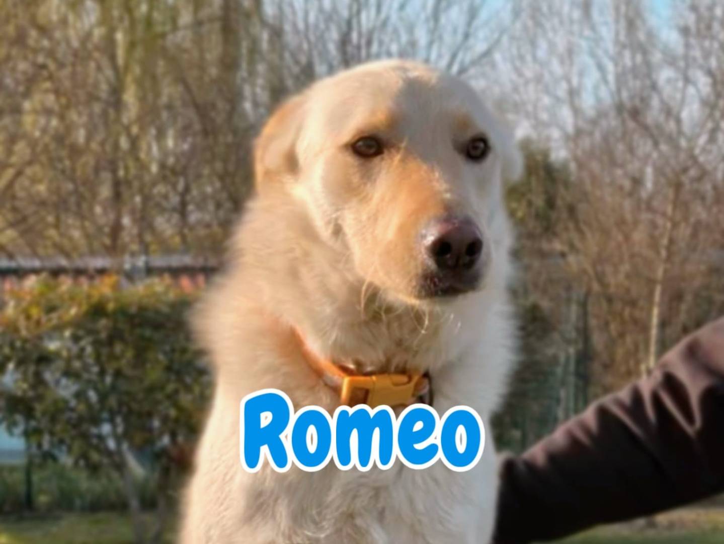 Adozione cane, maschio, Razza sconosciuta Razza sconosciuta, 2 anni e 1 mese, taglia media, Parma