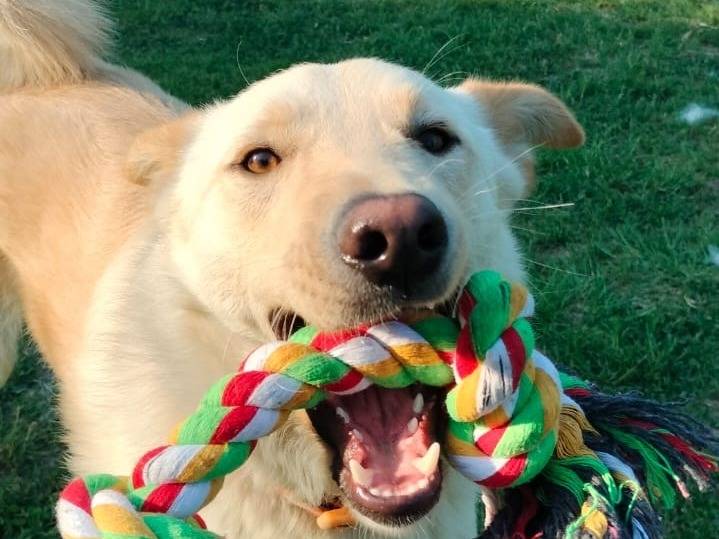 Adotta un cane, maschio, 2 anni e 1 mese, Parma