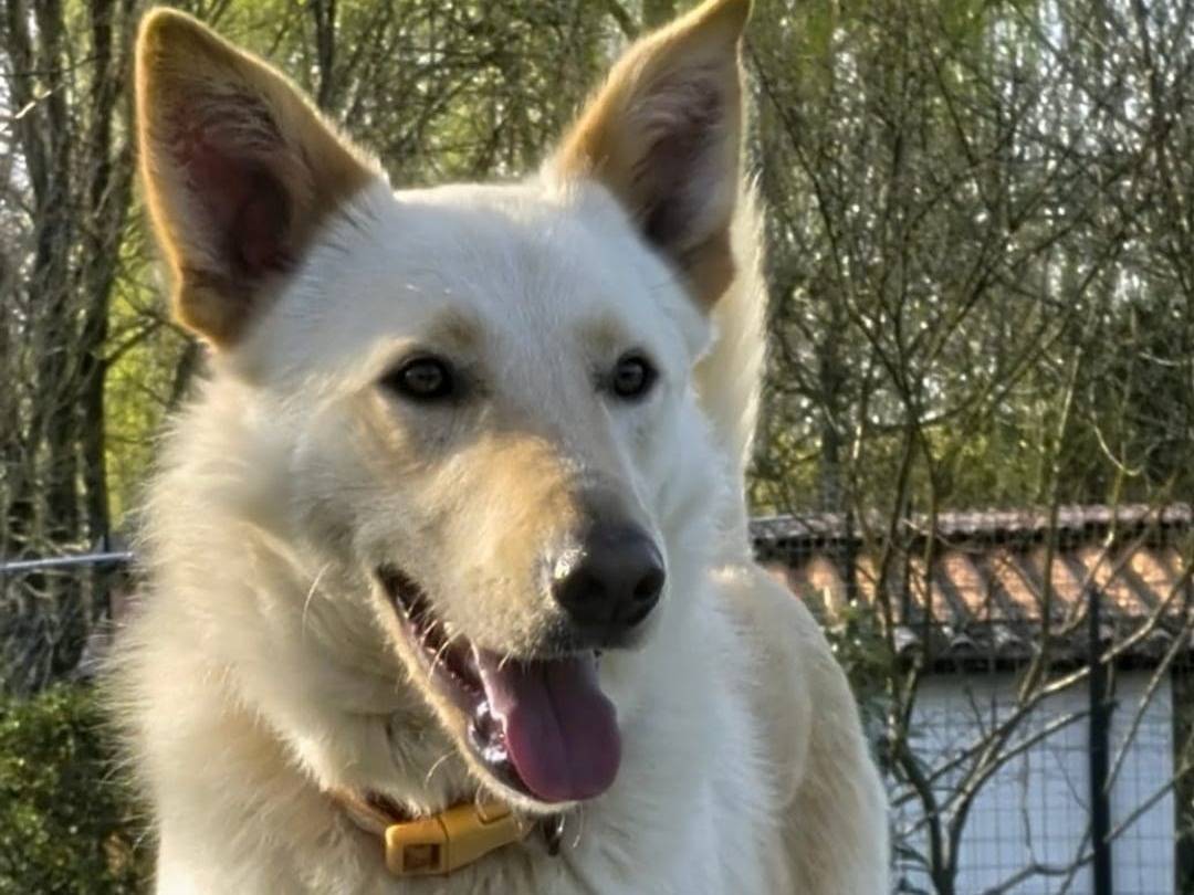 Adotta un cane, taglia media, maschio, Parma