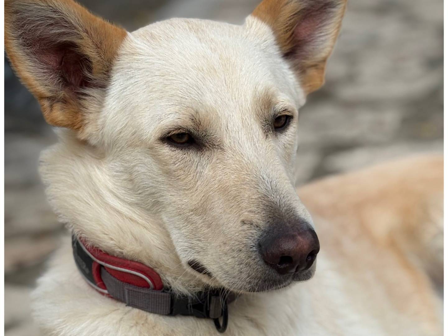 Vuoi adottare un cane a Parma?