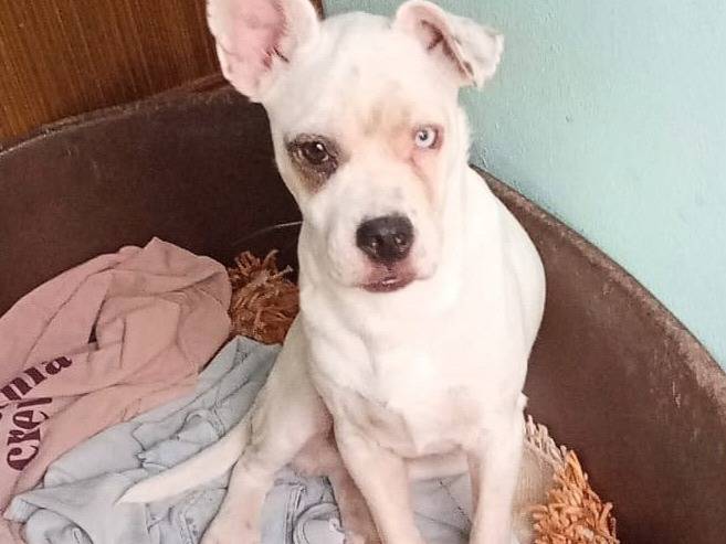 Adozione cane, maschio, Razza sconosciuta Razza sconosciuta, 9 mesi, taglia media, Varese
