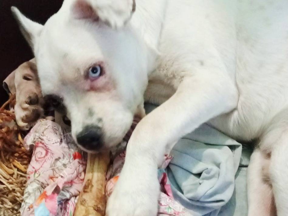 Adotta un cane, maschio, 9 mesi, Varese
