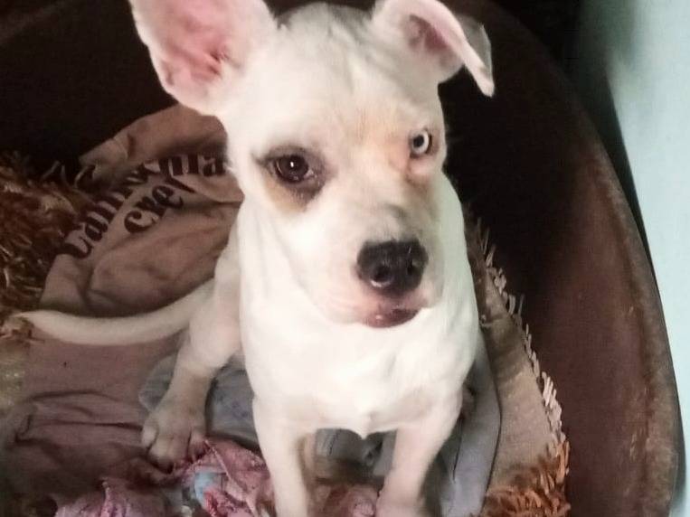 Adotta un cane, taglia media, maschio, Varese