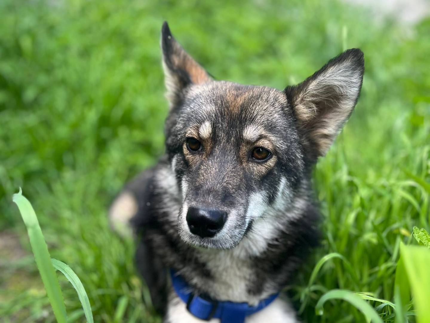 Adozione cane, femmina, Siberian Husky Cane lupo Cecoslovacco, 1 anno, taglia media, Chieti