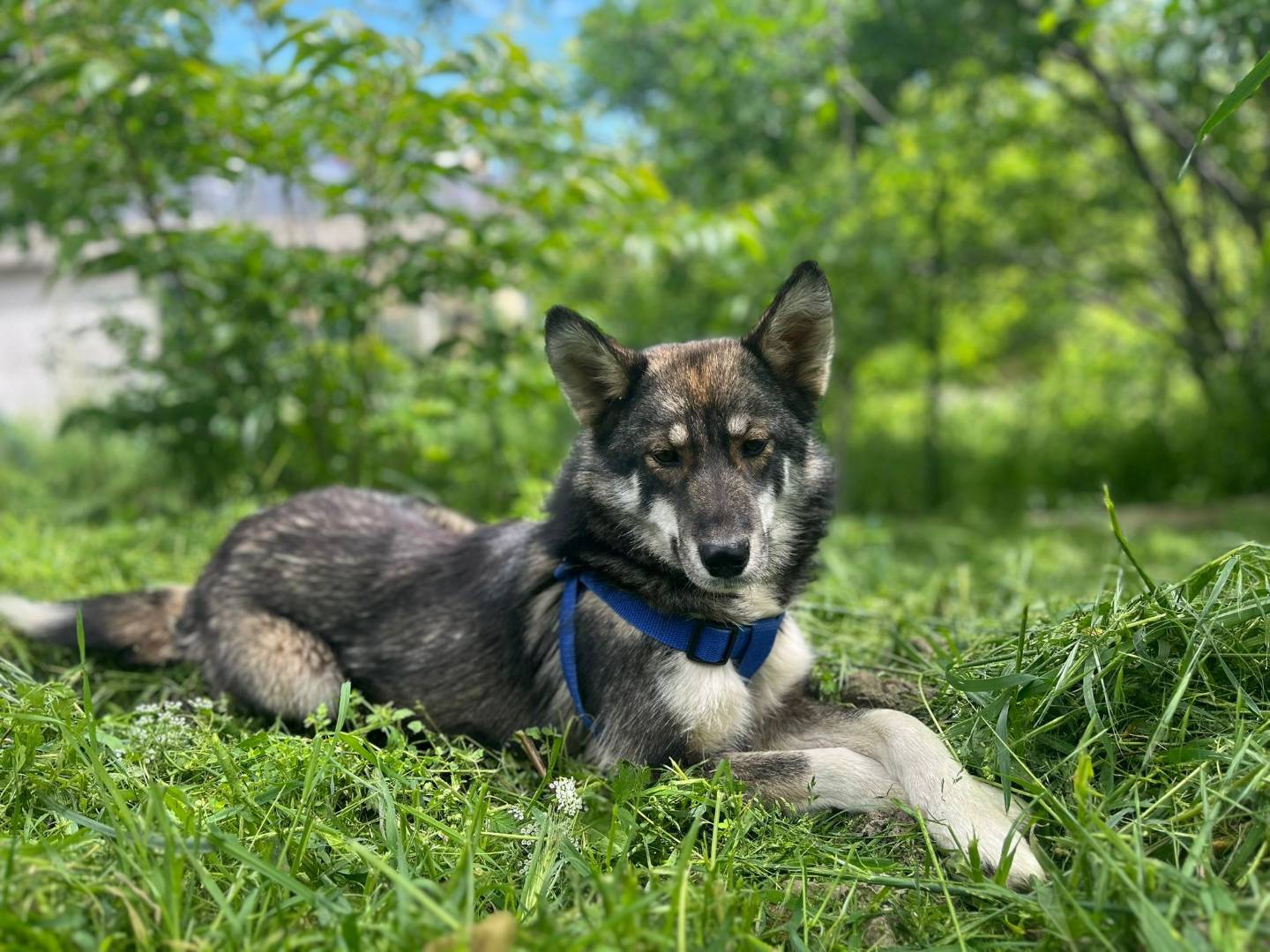 Adotta un cane, femmina, 1 anno, Chieti
