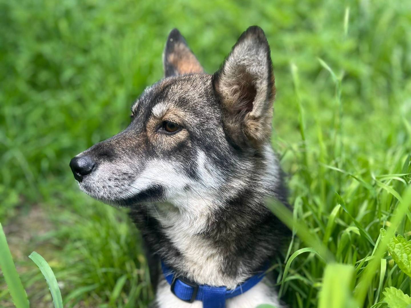 Adotta un cane, taglia media, femmina, Chieti