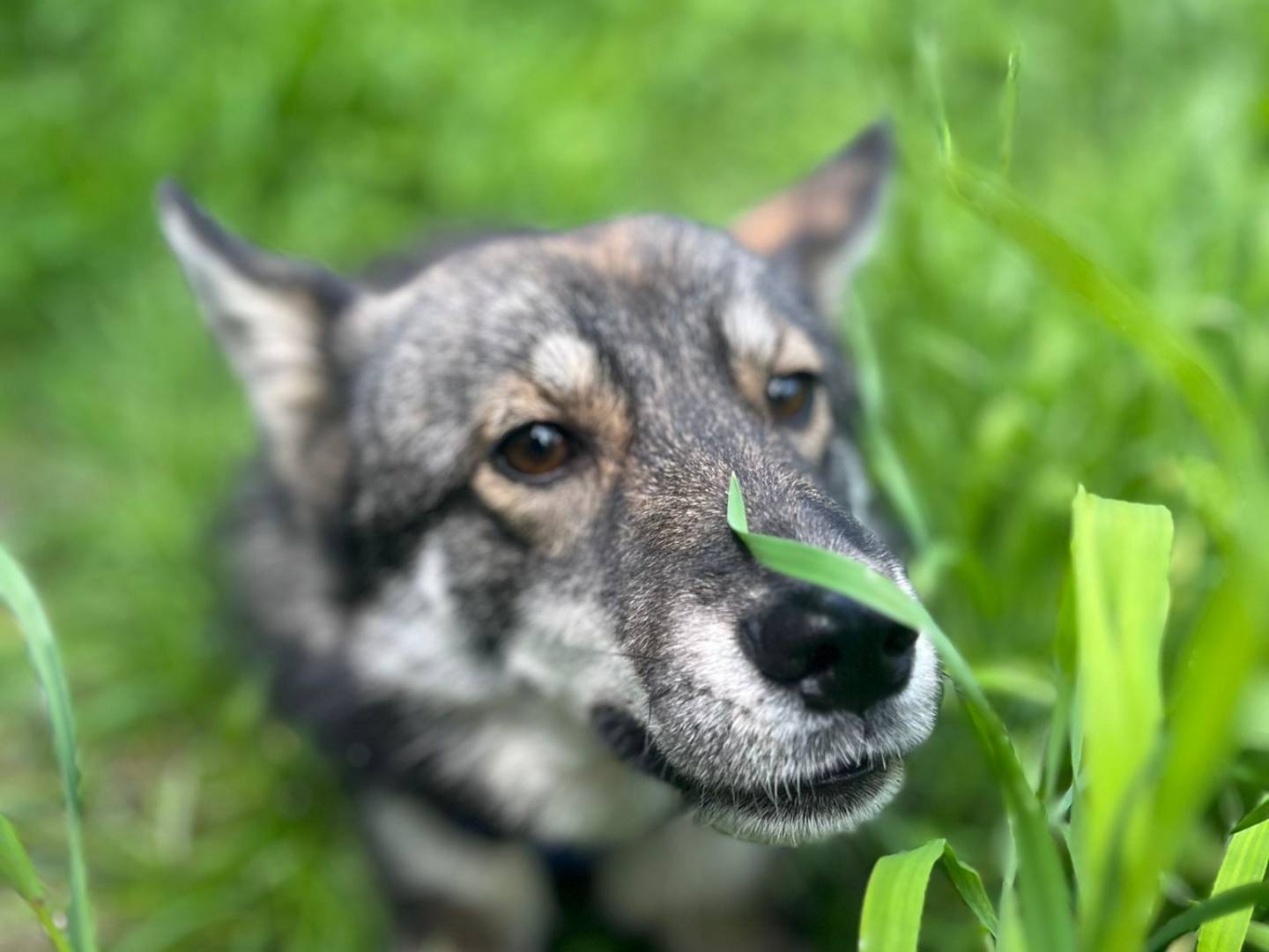 Vuoi adottare un cane a Chieti?