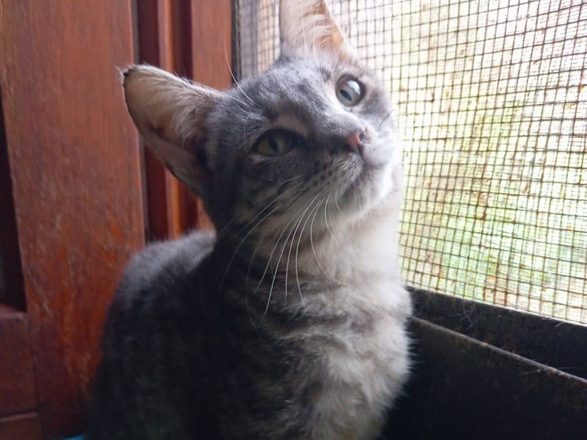 Adozione gatto, femmina, Razza sconosciuta Razza sconosciuta, 4 mesi, taglia non valida, Messina