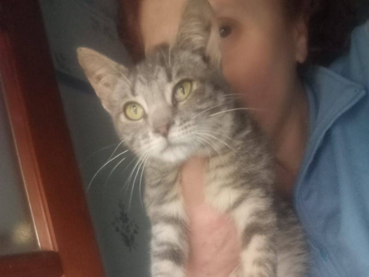 Adotta un gatto, femmina, 4 mesi, Messina
