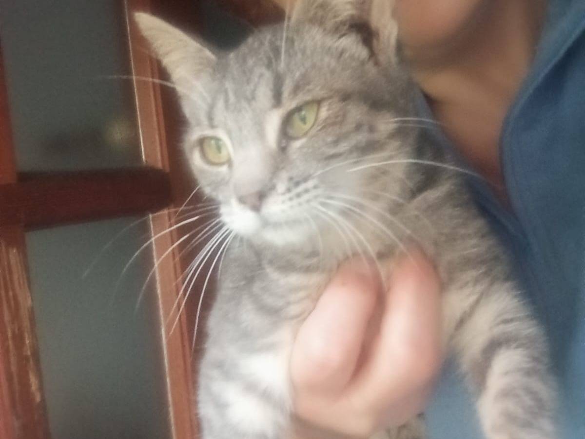 Adotta un gatto, taglia non valida, femmina, Messina