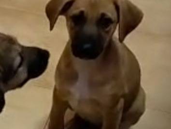 Adozione cane, femmina, Razza sconosciuta Razza sconosciuta, 3 mesi, taglia media, Catanzaro