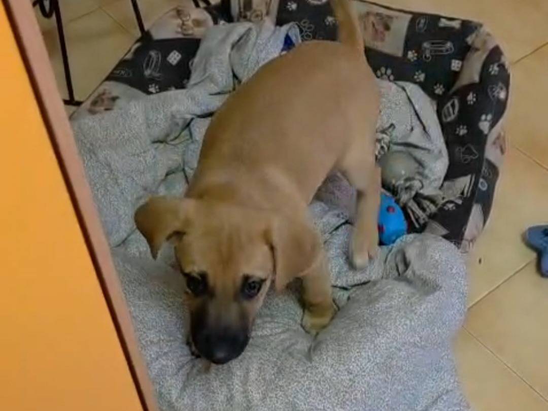 Adotta un cane, femmina, 3 mesi, Catanzaro