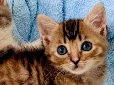 Adozione gatto, femmina, Razza sconosciuta Razza sconosciuta, 2 mesi, taglia non valida, Bari