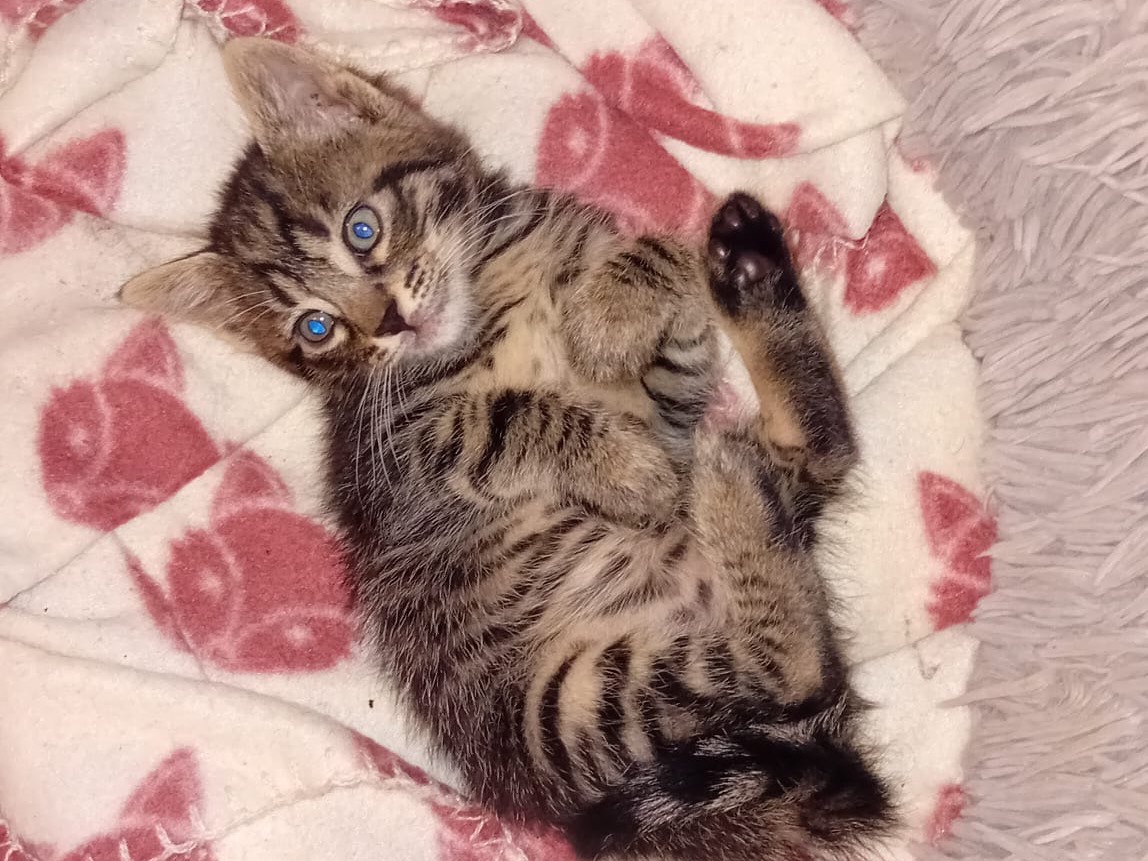 Adotta il gatto Martino a Latina