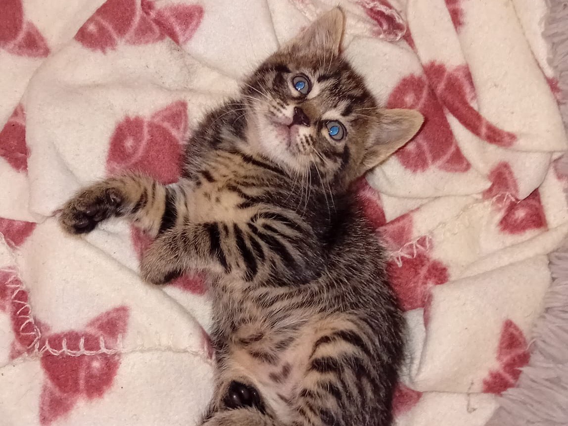 Adozione gatto, maschio, Razza sconosciuta Razza sconosciuta, 1 mesi, taglia non valida, Latina