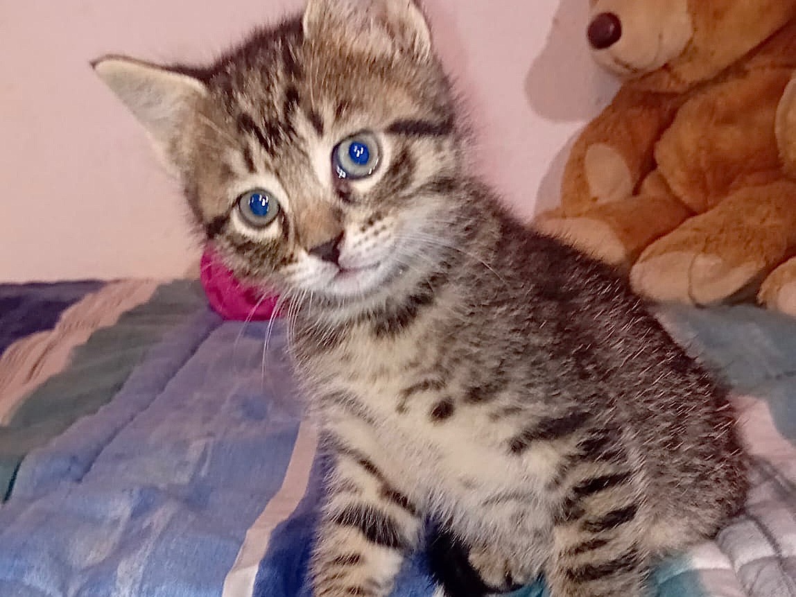 Adotta un gatto, maschio, 1 mesi, Latina