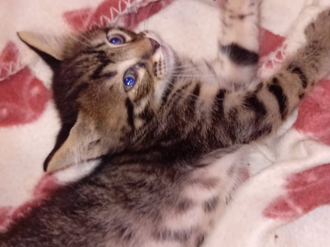 Vuoi adottare un gatto a Latina?