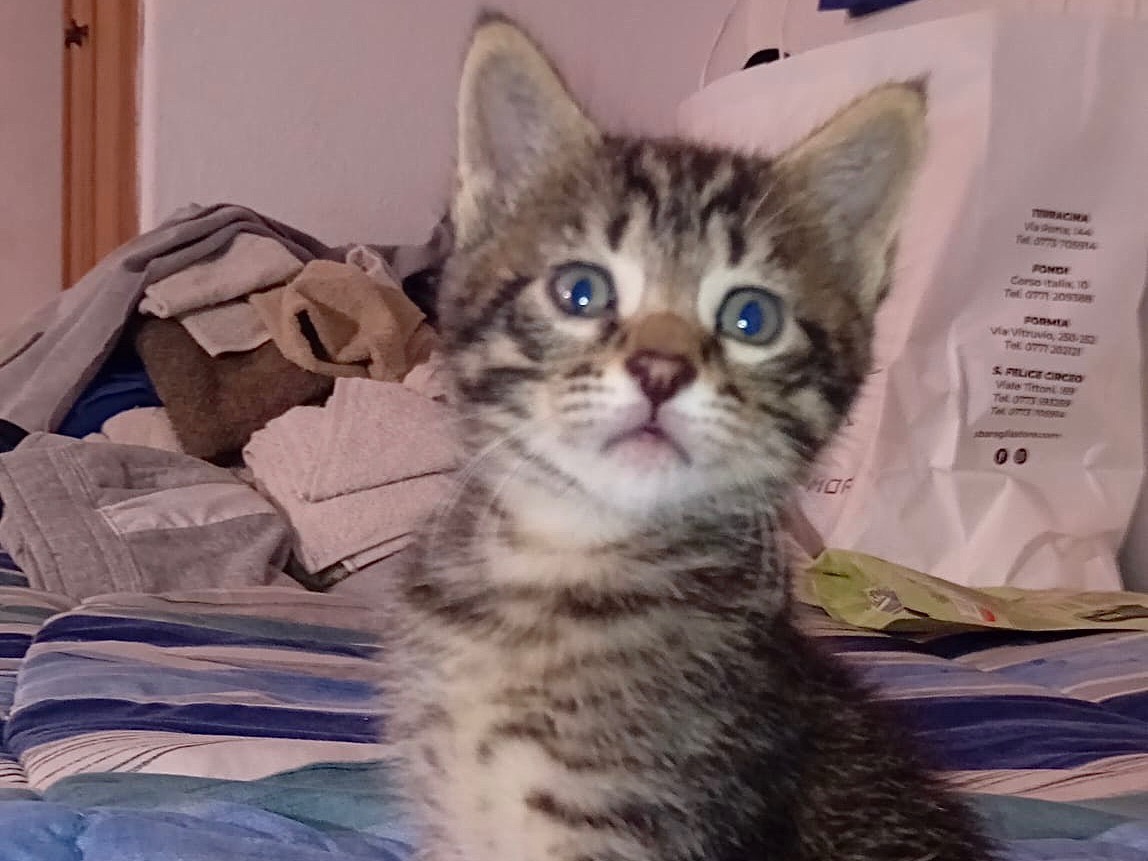 Adotta un gatto, taglia non valida, maschio, Latina