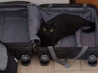 Adozione gatto, femmina, Razza sconosciuta Razza sconosciuta, 7 mesi, taglia non valida, Bari