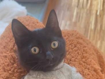 Adotta un gatto, femmina, 7 mesi, Bari