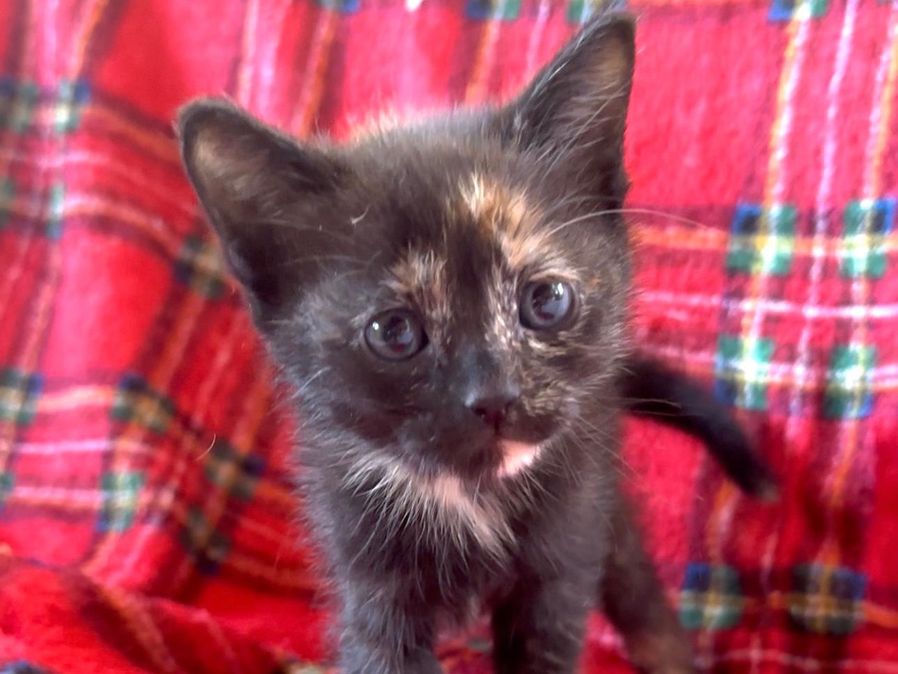 Adozione gatto, femmina, Razza sconosciuta Razza sconosciuta, 1 mesi, taglia non valida, Latina