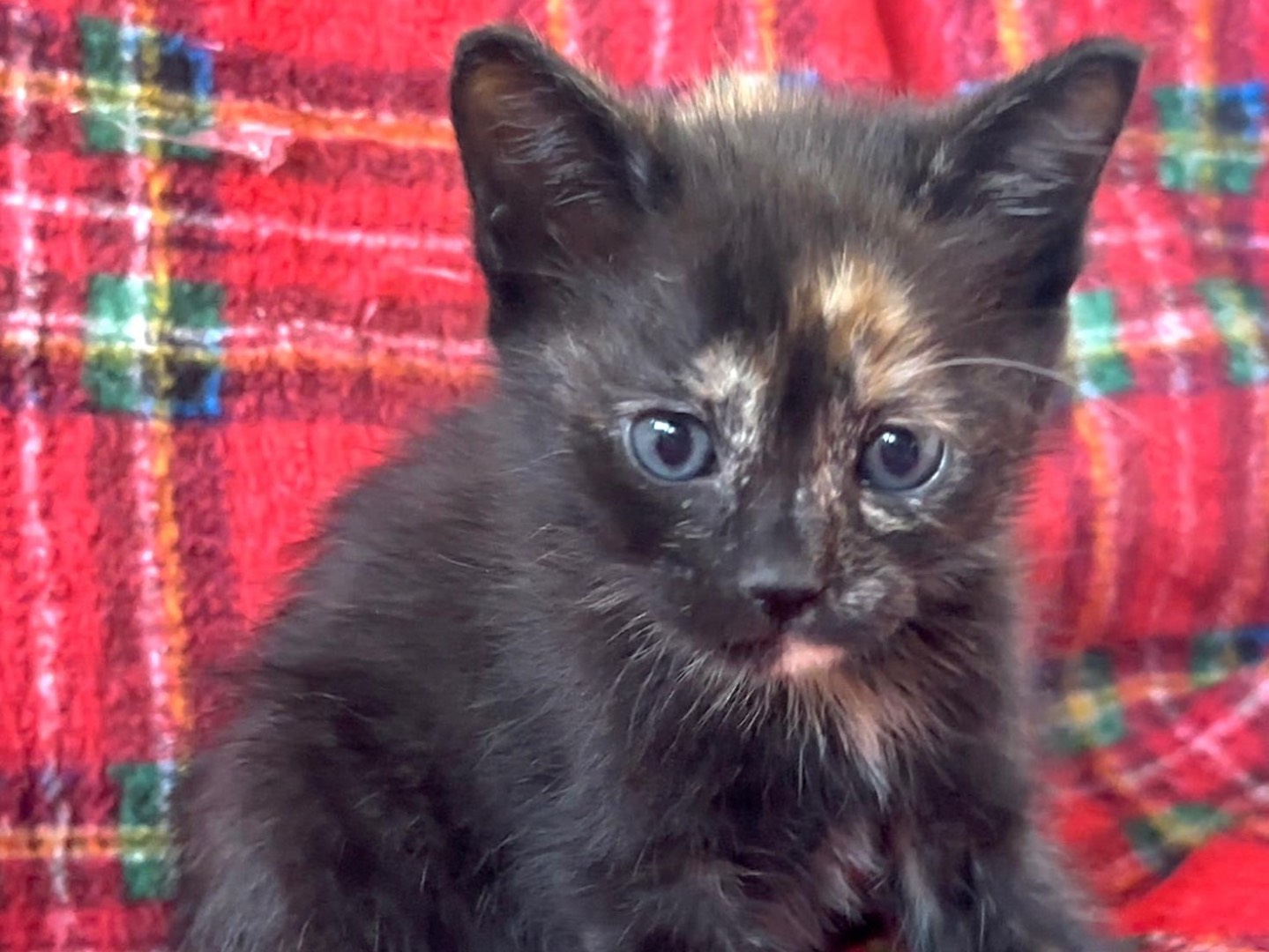 Adotta un gatto, femmina, 1 mesi, Latina