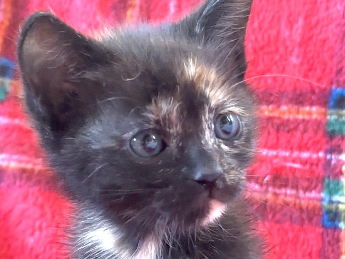 Adotta un gatto, taglia non valida, femmina, Latina