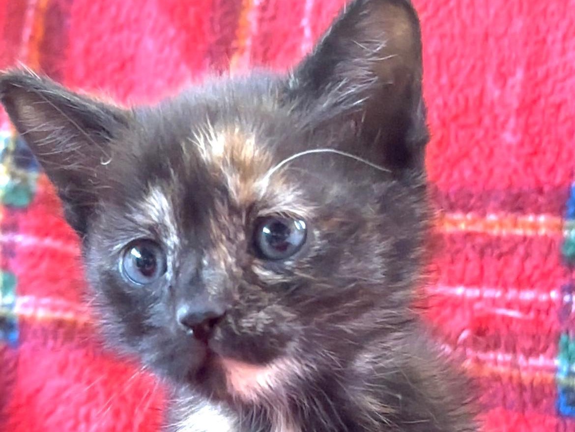 Vuoi adottare un gatto a Latina?