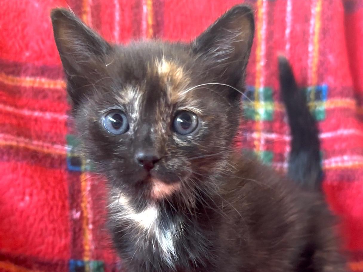 Adotta il gatto Bach a Latina