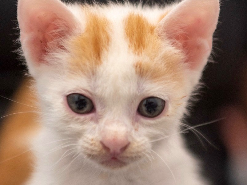 Vuoi adottare un gatto a Bari?