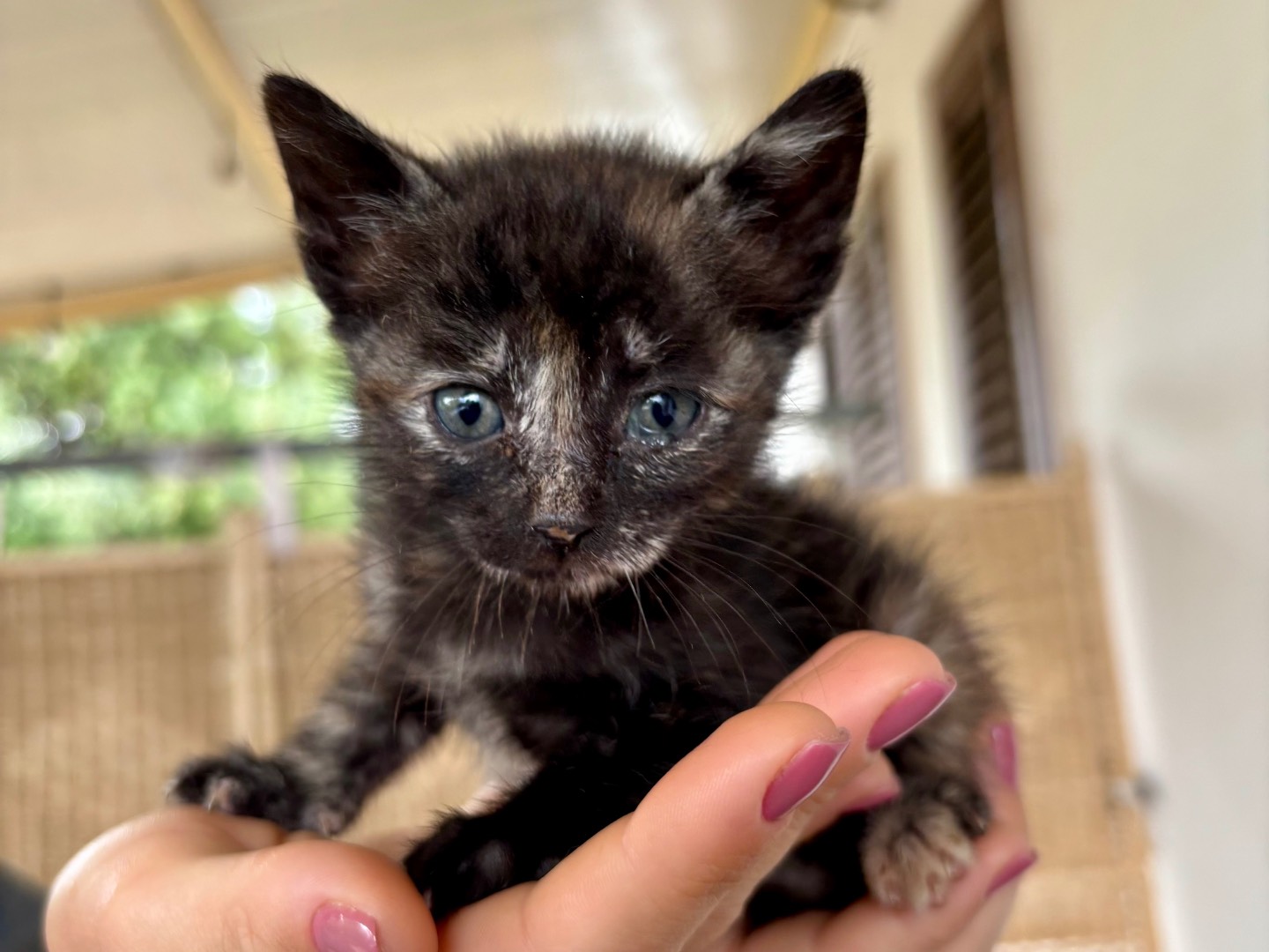 Adotta il gatto Brownie a Bari