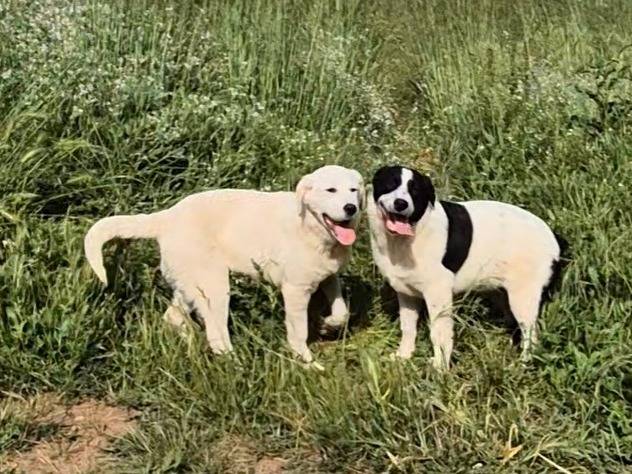 Adotta un cane, taglia grande, maschio, Potenza