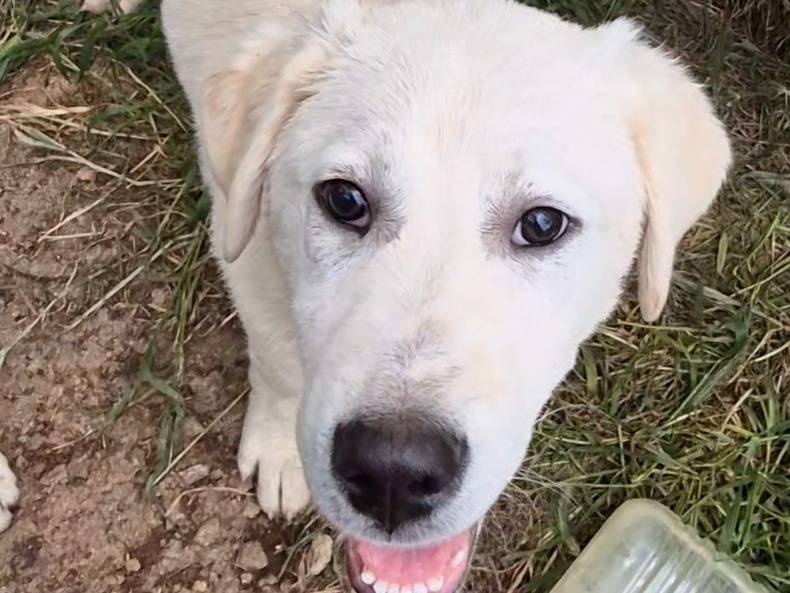 Vuoi adottare un cane a Potenza?