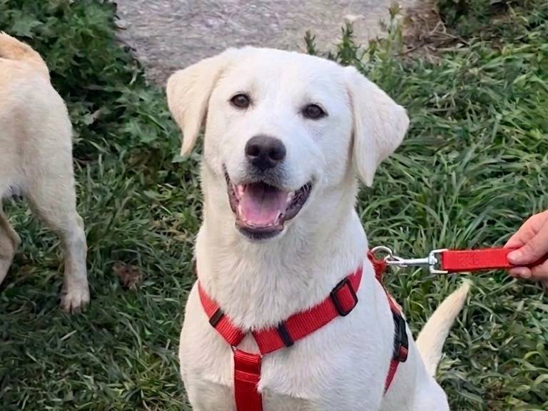 Adotta il cane Raimondo  a Potenza