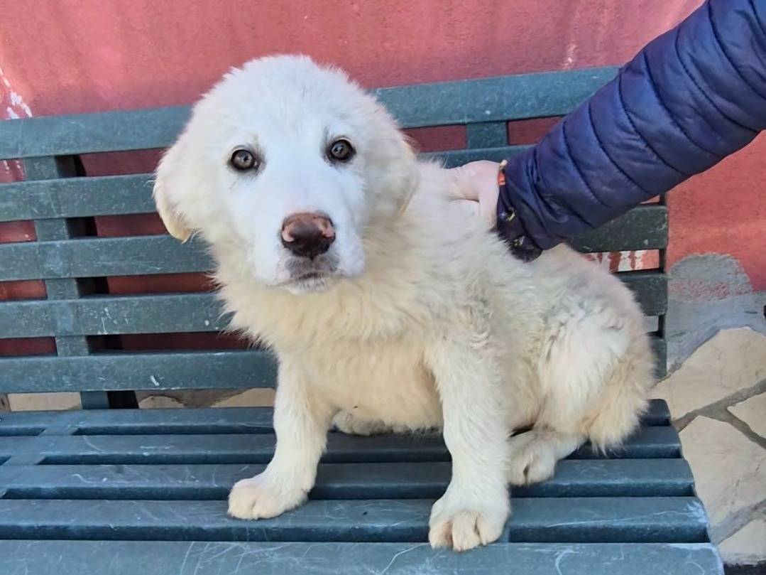 Adozione cane, femmina, Border Collie Razza sconosciuta, 4 mesi, taglia media, Potenza